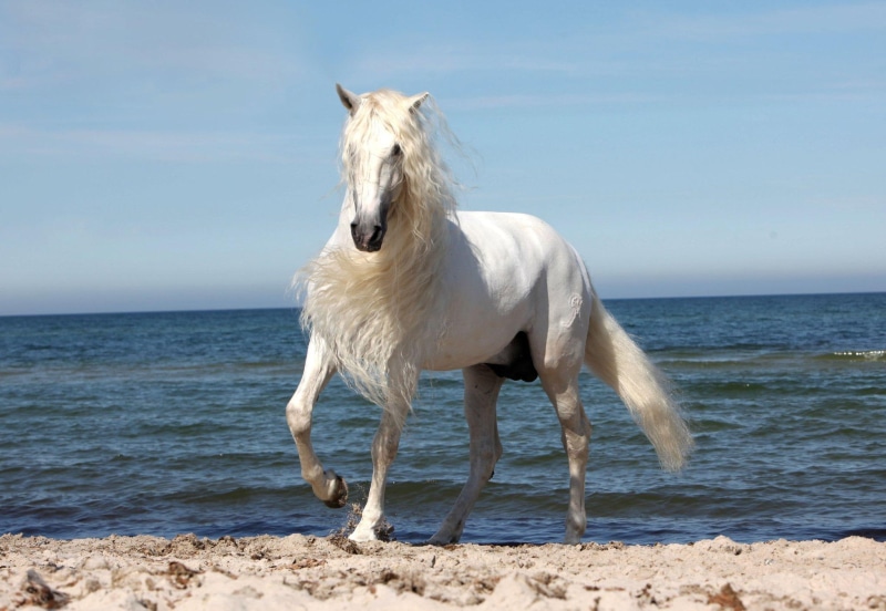 god, white, spanish, creature, grey, animals, beautiful, 1080P, andalusian, horses, s