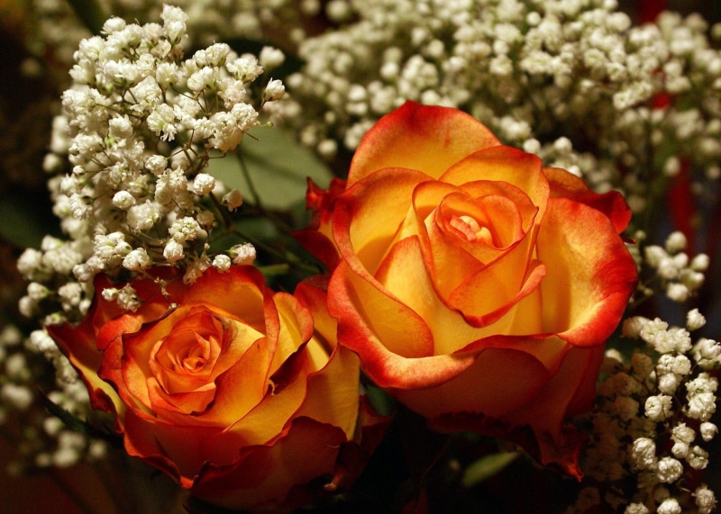 flowers, white, roses, 3d and abstract, beautiful, rose, 1080P, nature, red, yellow