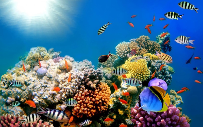 school, pictures, fishes, high, reef, 1080P, fish, ocean, resolution, sea, underwater