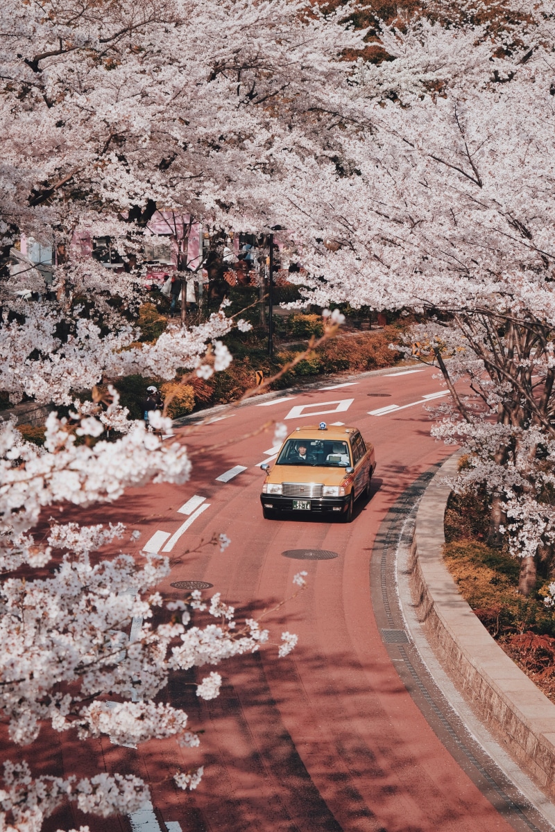 japan, beauty in nature, mode of transportation, land, bloom, growth, taxi, plant, high angle view, beside, branch, roppongi, flower, city, white, blossom