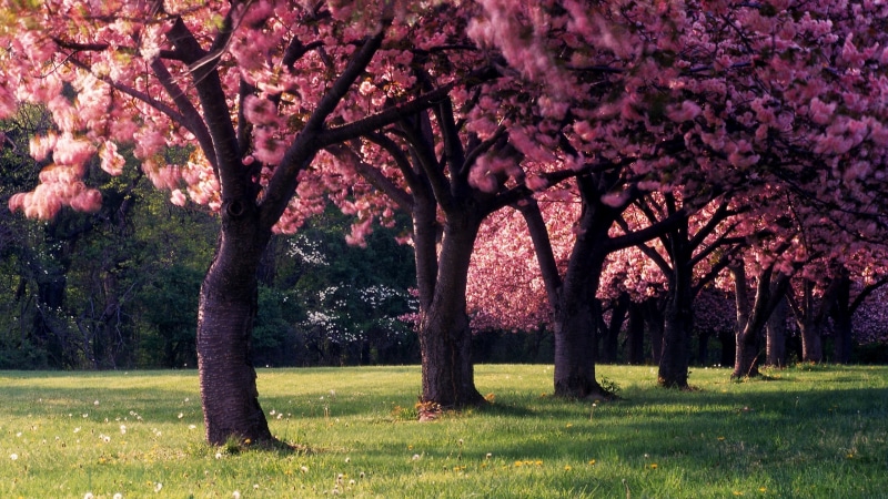 trees, park - man made space, park, 2K, tree trunk, no people, tree, field, sakura, pink color, outdoors, cherry blossom, spring, seasons, nature, flowering plant