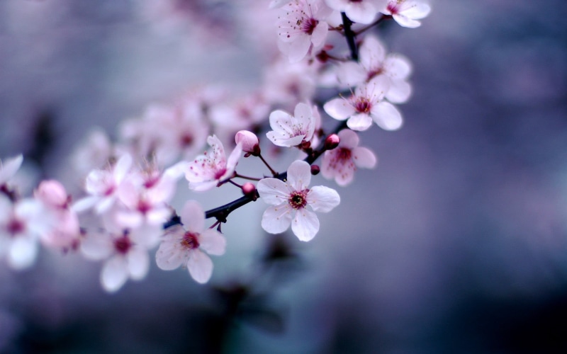defocused, plum Blossom, photography, sakura, flowers, white, fragility, plant, plants, close-up, blossom, no People, color Image, japanese Culture, tree