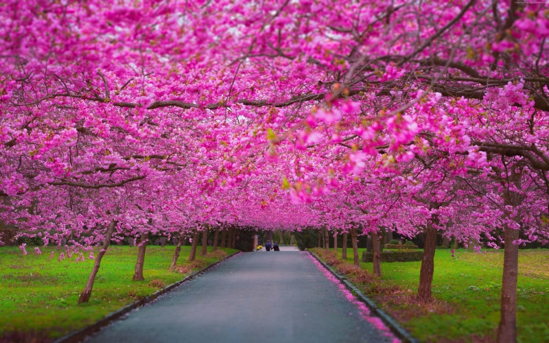 5k, sakura, 4k, trees, spring, 4K