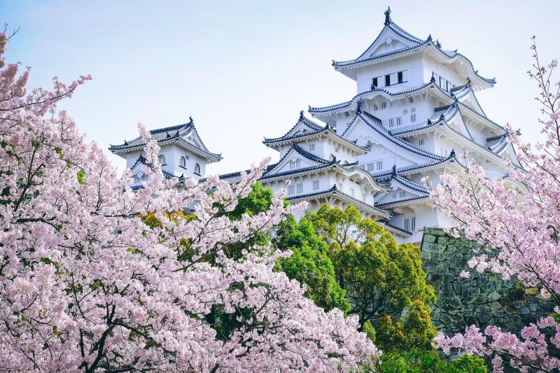 pagoda, castle, trees, Japan, Sakura, 1080P