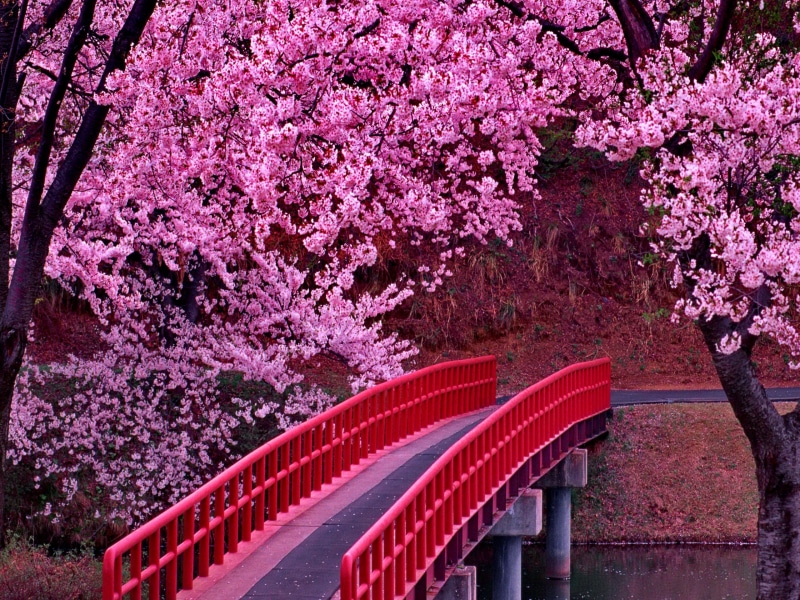 peaceful, garden, blossoms, 2K, pink, park, beautiful, sakura, nature, tree, blooming, spring, bridge, forest