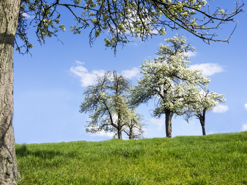 landscape, outdoors, green Color, flowers, grass, Borgloon, Haspengouw, sakura, summer, nature, color, springtime, 4K, pear  tree, season, Spring  white