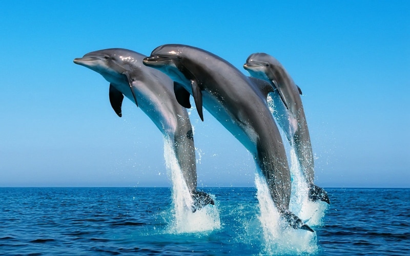 animal wildlife, animals in the wild, marine, jumping, animals, positive emotion, black, sea, group of animals, water, brown, blue, outdoors, emotion, 720P