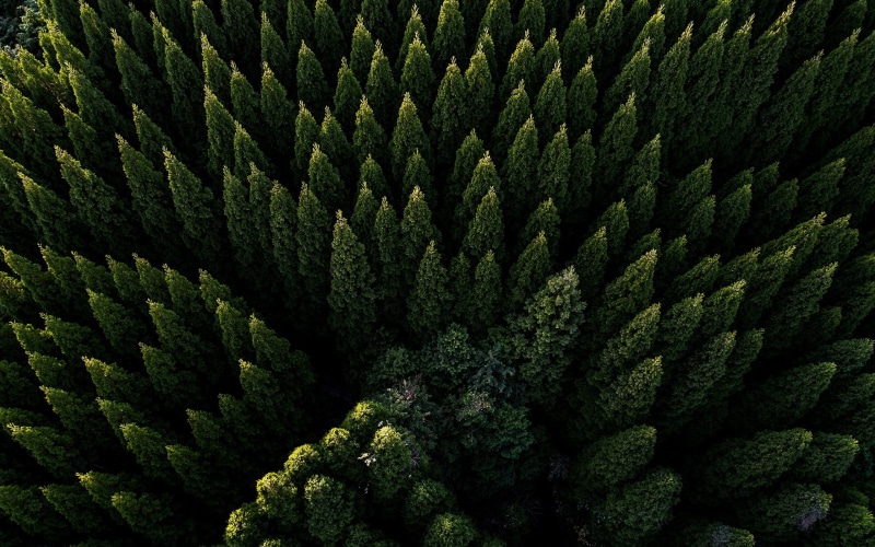 green, formal Garden, day, tree, forest, abundance, beauty In Nature, pine tree, environment, pine woodland, 2K, land, tranquility, close-up, aerial view