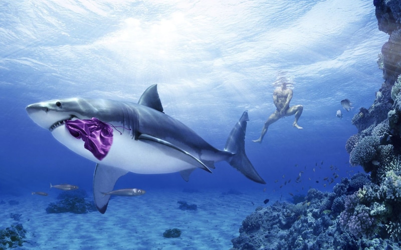 animals in the wild, nature, group of animals, white, 1080P, animal wildlife, swimming, animal themes, sea, animal, sea life, great, animals, men, water