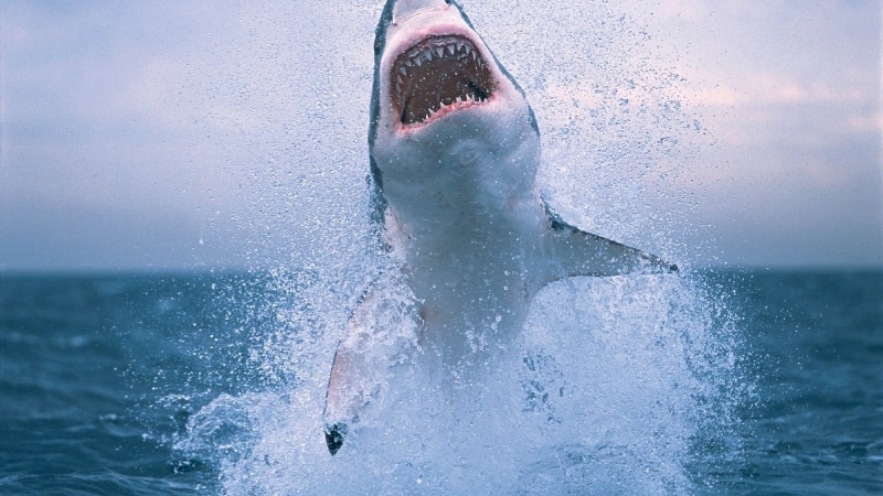 males, portrait, splashing, white, sea, day, shark, fun, nature, outdoors, great, close-up, headshot, animals, men, water, Great White Shark, sport, adult