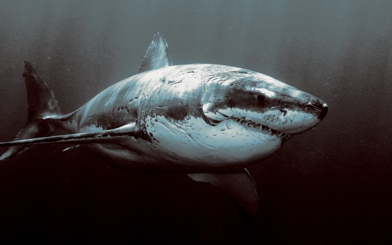 animals, swimming, vertebrate, fish, animal, aquarium, animal themes, one animal, water, animals in the wild, close-up, white, animal wildlife, Great White Shark