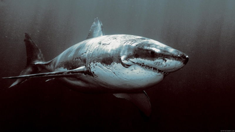scary, 1080P, great, shark, animal, see, white