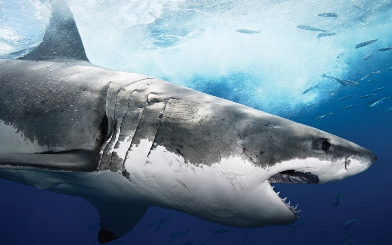 shark, profile, ocean, white, 2K, great, white shark, big