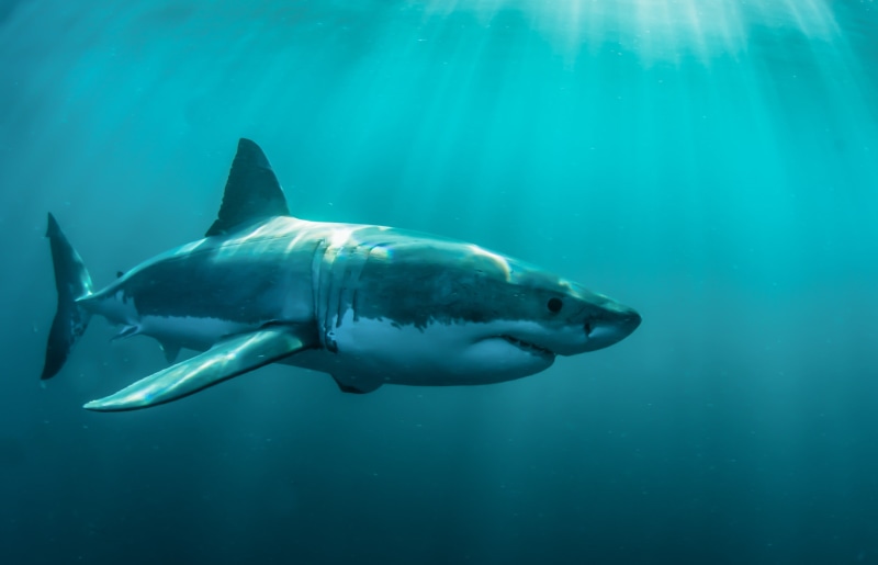 nature, no people, one animal, animals, 2K, water, animal, blue, animal wildlife, animals in the wild, underwater, gray, outdoors, turquoise colored, undersea