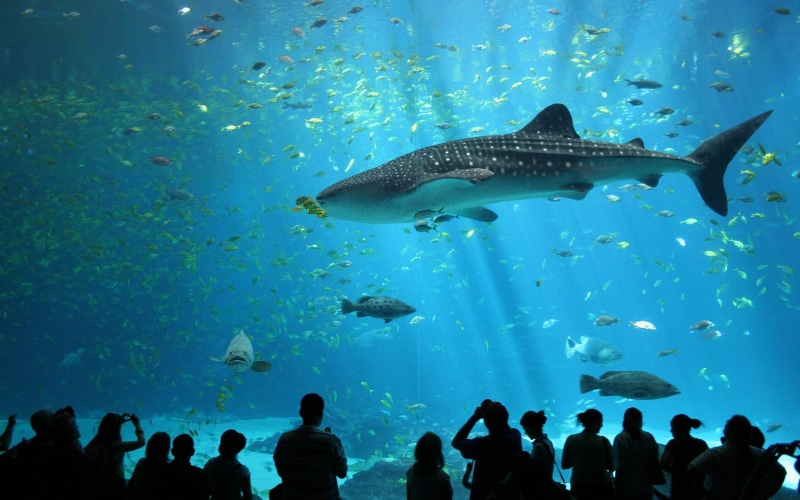 wildlife, swimming, tank, animals in the wild, animal, underwater, whale, animals, shark, animals in captivity, animal wildlife, whale shark, sea life