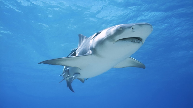 nature, aggression, undersea, one animal, animal themes, vertebrate, survival, animal, swimming, marine, shark, white, underwater, hunting, animals hunting