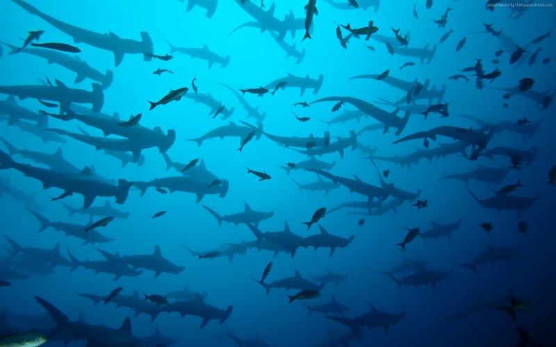 underwater, animals in the wild, swimming, water, group of animals, sea life, hammer, animal wildlife, marine, school of fish, 1080P, fish, nature, blue