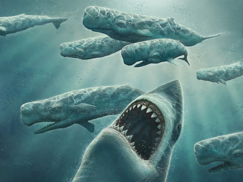 white, underwater, no people, undersea, animal wildlife, vertebrate, swimming, great, fish, marine, shark, water, sea life, animal mouth, animal body part