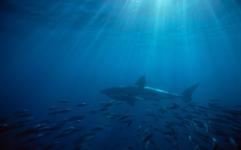 great, white, 1080P, shark, australia