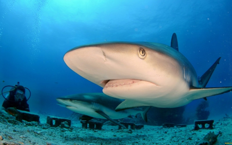 nature, shark, sea, marine, undersea, swimming, water, animal themes, sea life, sharks, great, animal wildlife, vertebrate, fish, animal, 1080P, group of animals