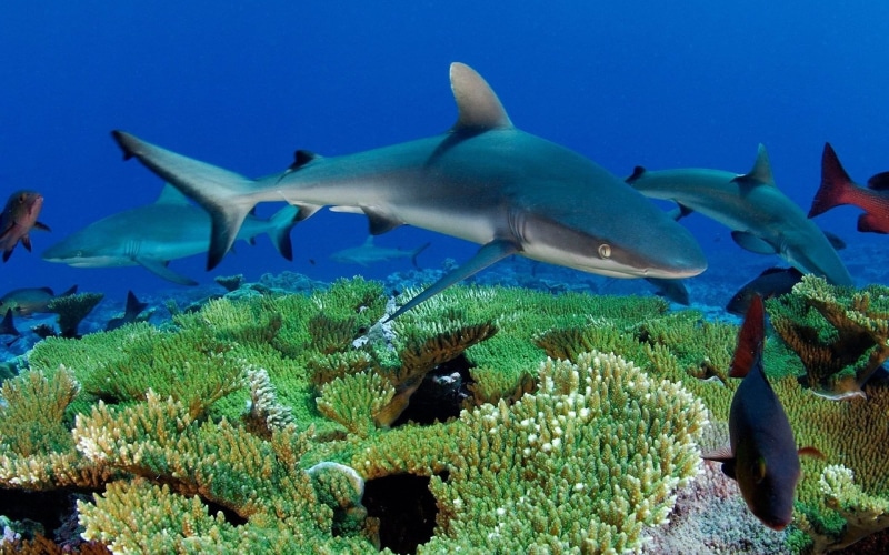 animals in the wild, water, gray, animal themes, animal wildlife, coral, undersea, sea life, fish, vertebrate, blue, underwater, swimming, nature, sea