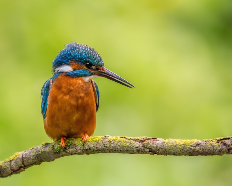 male, wildlife, feathered, branch, 4K, Lens, bird, Kingfisher, brown, multi Colored, Nature, outdoors, Opportunities, bird Watching, blue, animals In The Wild