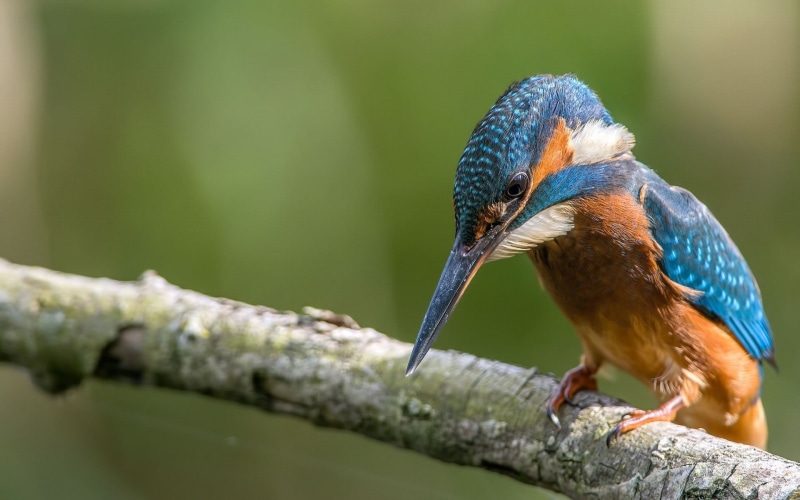 animal themes, focus on foreground, animals in the wild, nature, close-up, beak, day, no people, animal wildlife, stick - plant part, perching, selective focus