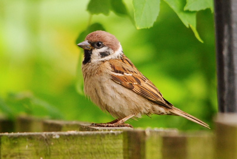 4K, Pickering  north yorkshire, macro photography, D3000, bird Watching, photography, beak, wildlife, Nikon, outdoors, fence, brown, sparrow, animal, Newbridge