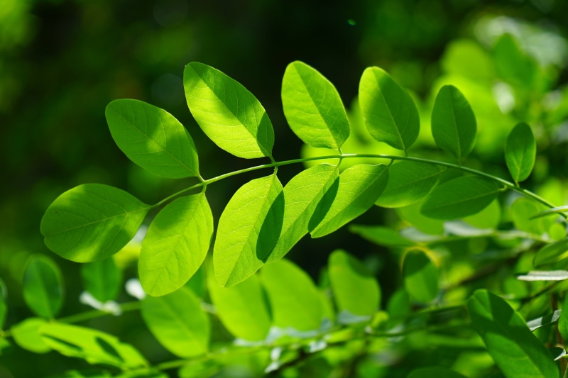 bright green, early summer pasture plant, plant part, light, day, no people, freshness, tree, false acacia, outdoors, herb, translucent, chlorophyll, green