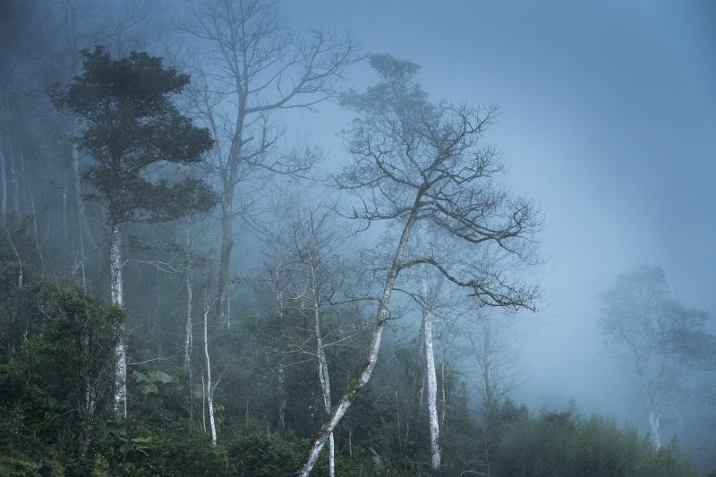 fog, tree trunk, page, outdoors, field, beauty in nature, land, pattern, green, tree, season, tranquility, ha giang, tranquil scene, thick, growth, natural