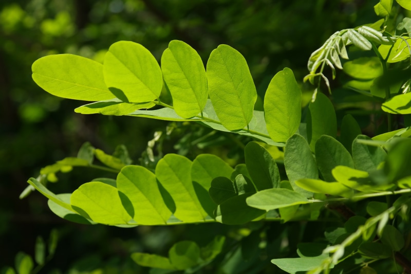 nature, freshness, green Color, robinia pseudoacacia, land, common maple, forest, dark green, plant part, sunlight, focus on foreground, vulnerability