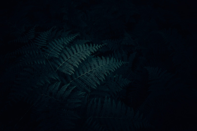 fern, 5K, green Color, no People, textured, light, close-up, leaf, pattern, mood, textured Effect, green, minimal, shadow, frond, abstract, forest, dark