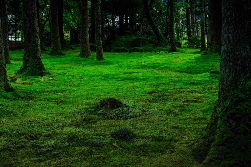 mountain, relax, light, 4K, green color, woodland, plant, foliage, grass, day, tranquil scene, green, growth, vegetation, beauty in nature, trunk, landscape