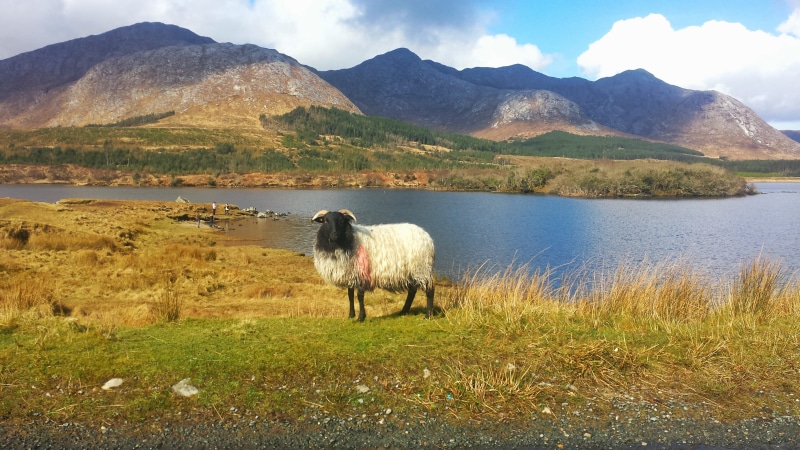 mammals, beauty, mountaineering, vegetation, black sheep, scenics, tranquility, nature, lake, livestock, grass, urban, trip, body, light, landscape, mountain