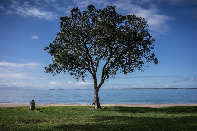 view, tree, nature, horizon over water, beach, blue, horizon, seascape, land, tourism, beauty in nature, green tree, spring, amazing, season, tranquil scene