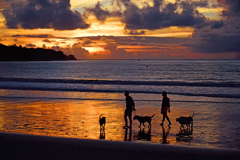 jimbaran beach, dusk, golden, family, dog, seaside, landscape, jimbaran, sand, scene, seashore, shore, vacation, land, mammal, coast, frolick, color, turquoise