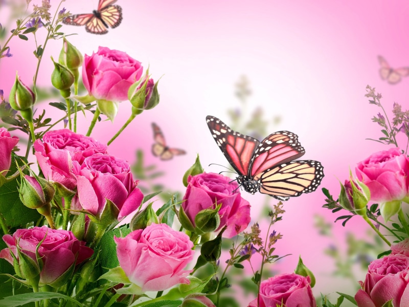 Roses, Butterflies, 2K, Flowers, Pink
