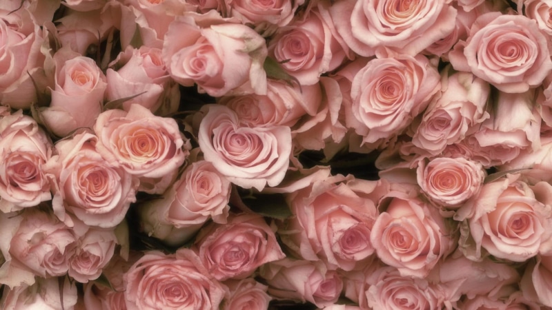 photography, pretty, soft, fragrant, pink, floral, roses, pastel, nature, 3d and abstract, flowers, 1080P