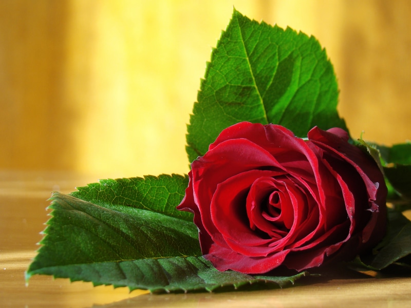 leaf, macro, thin, flower Head, nature, nice, single Object, 8K, flowering plant, photos, anniversary, elegant, vulnerability, close-up, rose - Flower