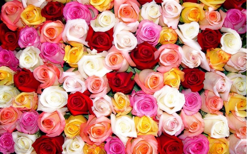 pink, roses, dozen, petal, white, bouquet, rose, 3d and abstract, 1080P, flower, red, yellow