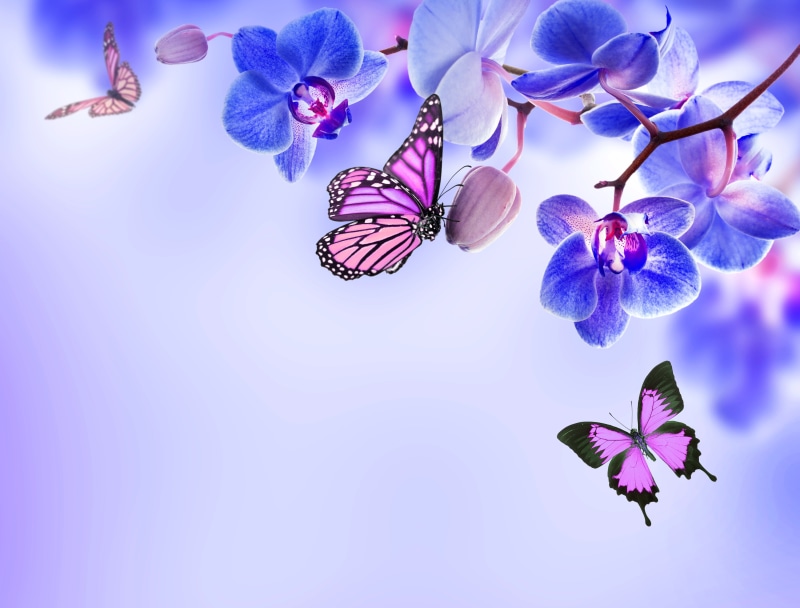 flower Head, backgrounds, blossom, Orchid, butterflies, multi Colored, pink Color, blue, branch, growth, petal, 4K, leaf, flowers, vulnerability, moth
