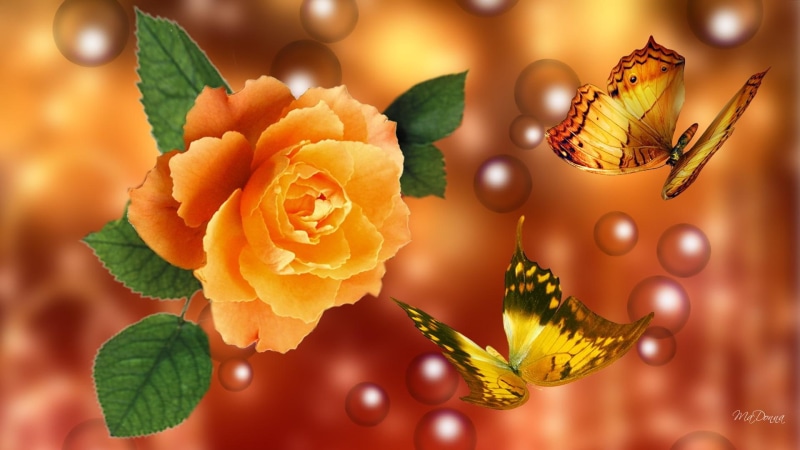 orange, bronze, 3d and abstract, summer, two, 1080P, bubbles, yellow, rose, gold, glow, firefox persona, butterflies, flower