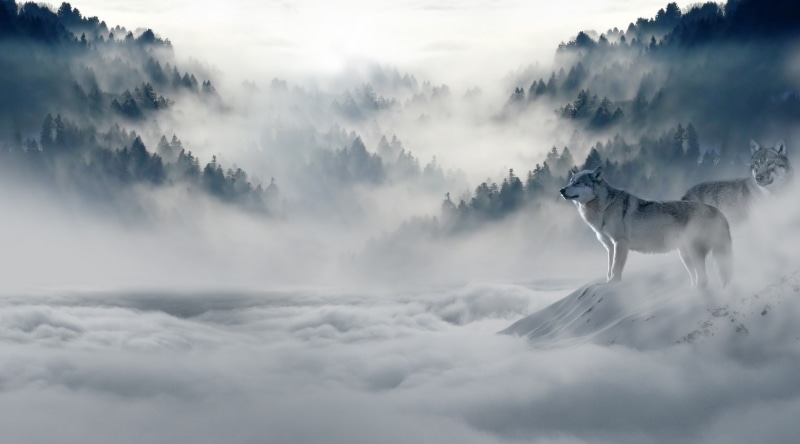 Chase, one animal, no people, Mist, canine, dog, vertebrate, sky, gray, Hunger, beauty in nature, pets, Wolves, domestic, Wolf, photomanipulation, Winter