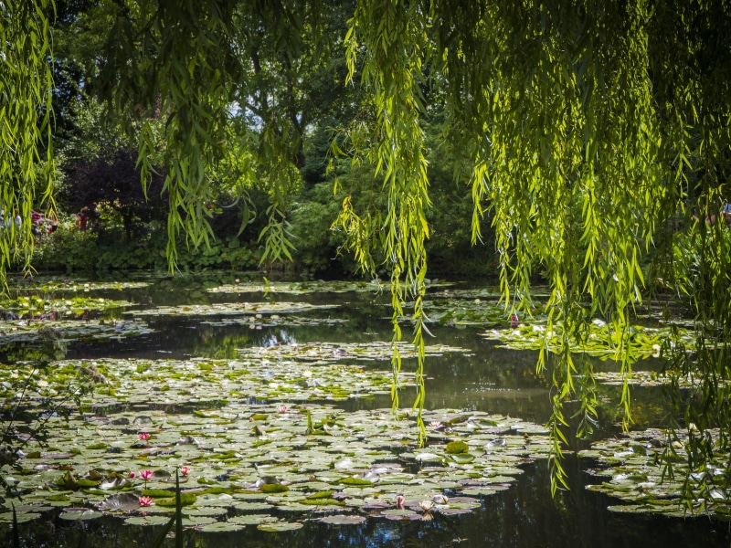 forest, claude monet foundation, nature, leaf, outdoors, tranquility, growth, lotus water lily, swamp, no people, giverny, reflection, tranquil scene, beauty in nature