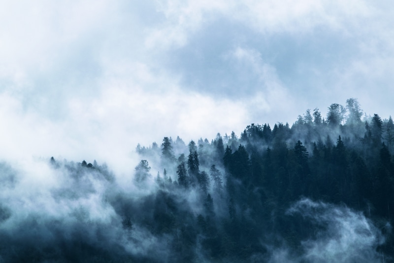 mood, atmospheric, covered, abstract, morning, black, painting, landscape, background, sky, evergreen tree, outdoor, mysterious, fog, pine woodland, outdoors