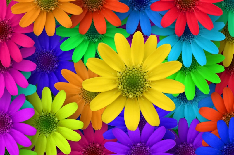 backgrounds, yellow, red, blue, close-up, fragility, garden, bright yellow, 4K, floral pattern, flowers, saturated color, sunny yellow, macro, petals