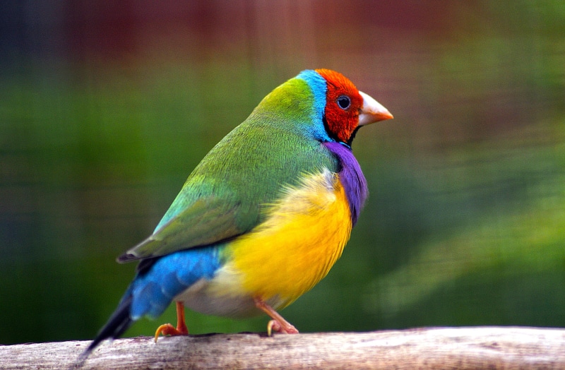 gouldian, parrot, photos, Dedication, blue bird, Public Domain, finches, yellow, finch, bird, green, multi Colored, Sony Alpha, CC0, beak, colours, blue