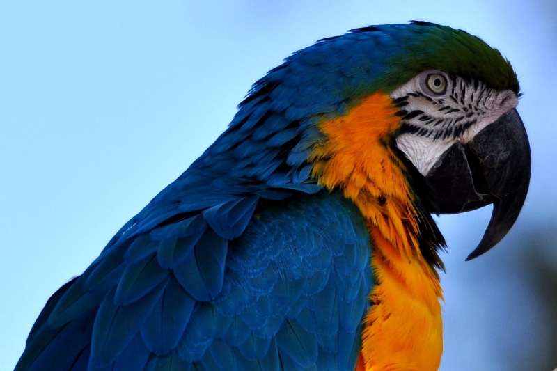 wildlife, pets, beak, 720P, blue, bird, tropical Climate, orange, Psittacines, Parrot, animal, close, nature, feather, multi Colored, close up, photo