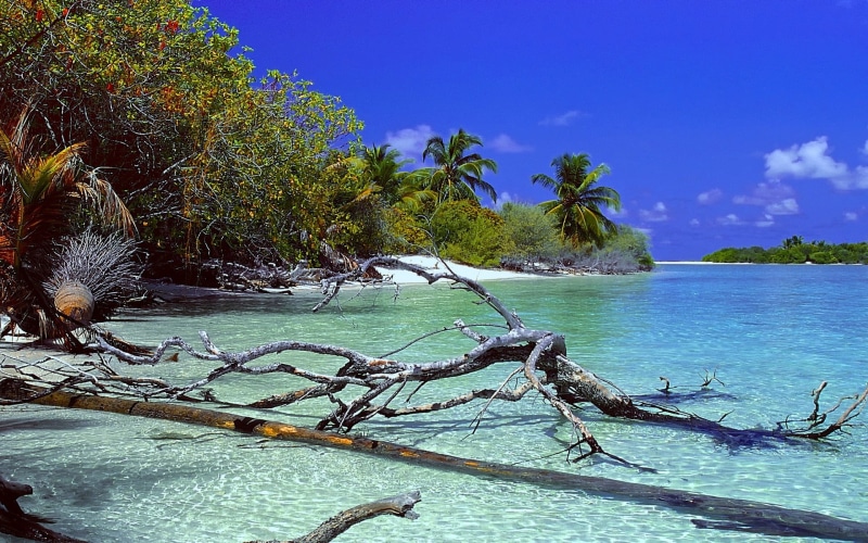 no people, trees, water, deserted Island, scenics - nature, brown, land, nature, growth, tree, 1080P, palm tree, logs, sea, plant, idyllic, sky, dead trees