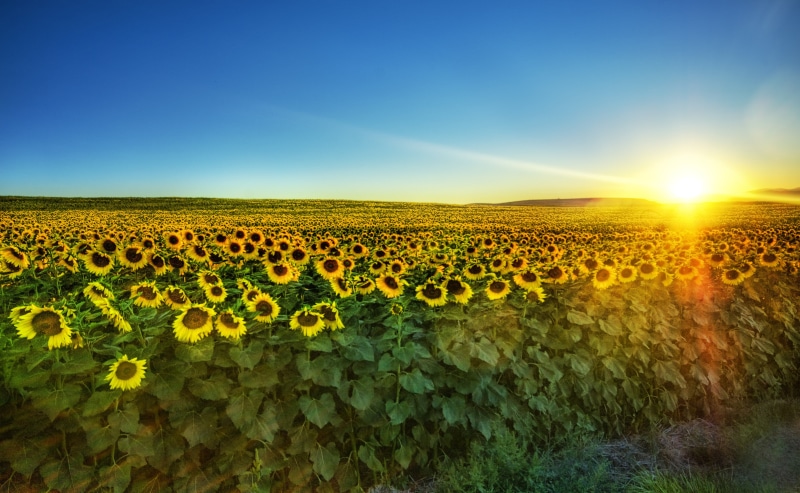 Amazing, Artist, Photographer, bozeman, sun, Background, Portfolio, Photography, agriculture, farm, texture, flower, Perfect, sunrise, lighting, Framing